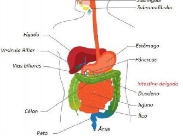 Sistema digestório