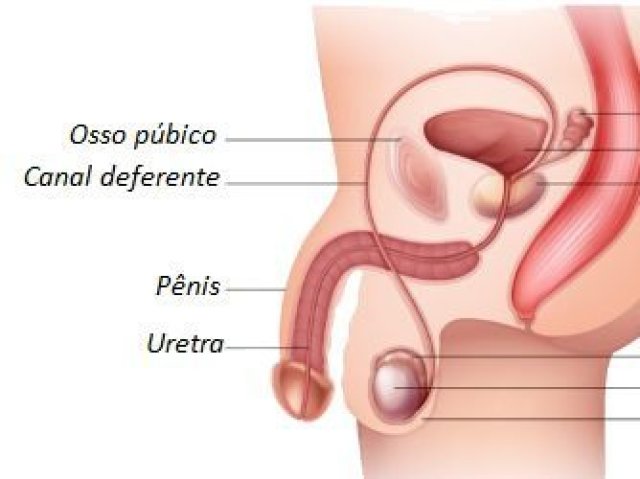 Sistema genital