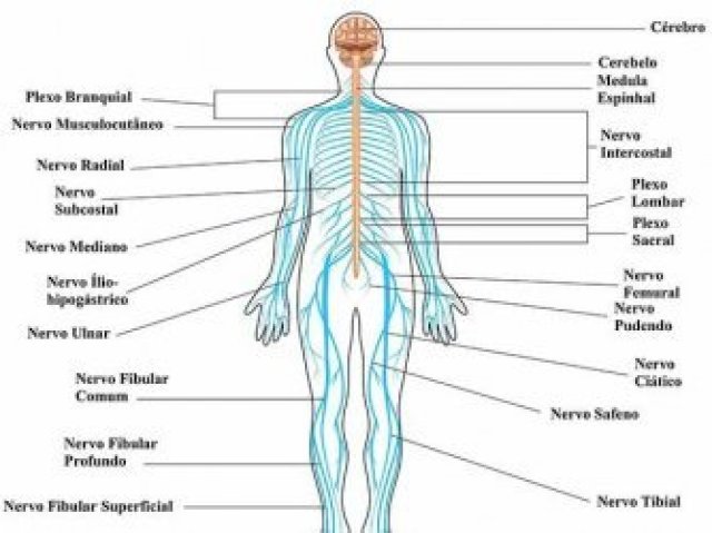 Sistema nervoso