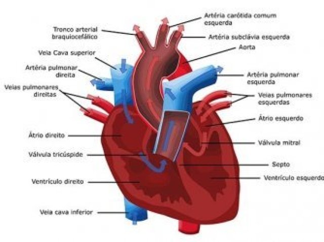 Sistema cardiovascular