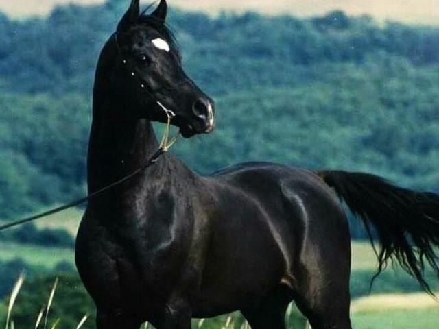 Cavalo