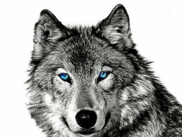 Lobo