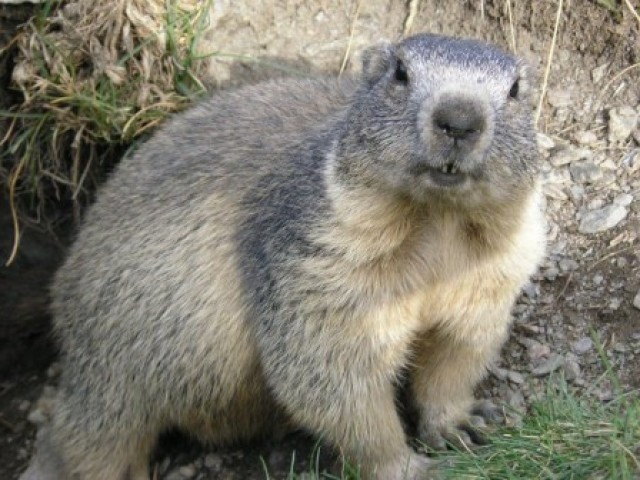 Marmota