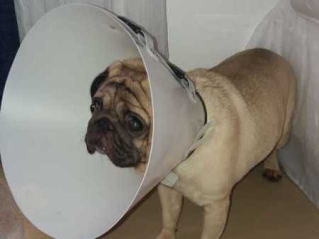 Pug no cone