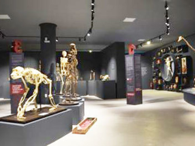 Museu