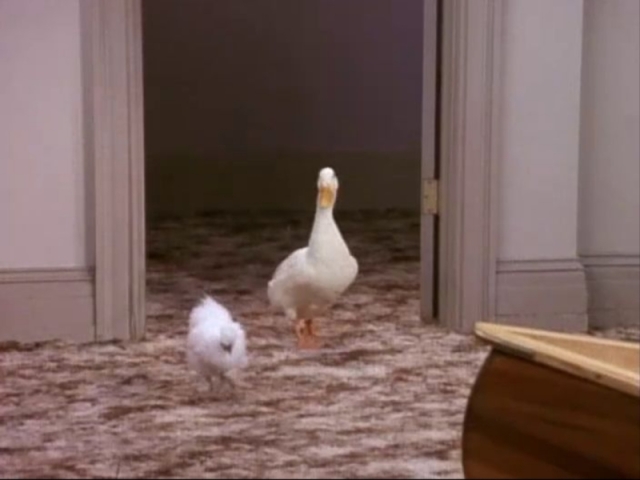 Chandler Adotou O Pinto
E Joey O Pato