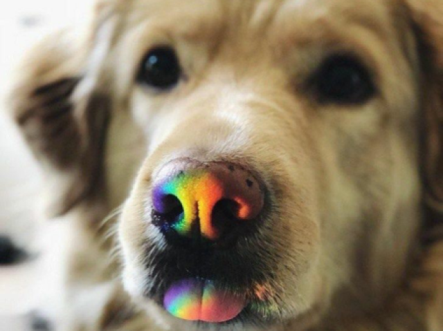 Qual animal define você?