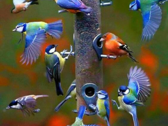 Você é um pássaro 🐦