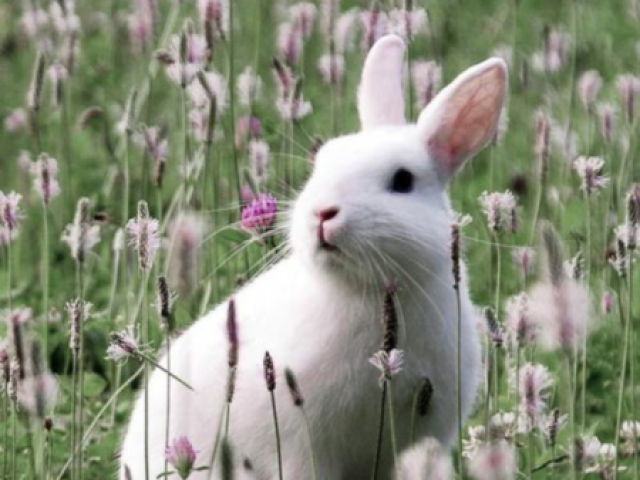 Você é um coelho 🐇