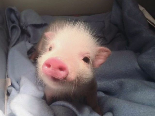 Você é um porquinho 🐷
