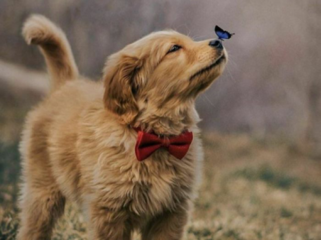 Você é um cachorro 🐕