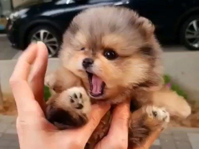 Descubra qual raça de cachorro te representa
