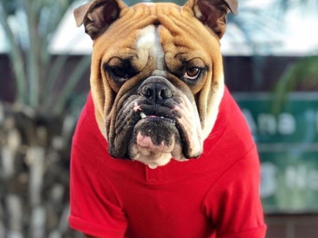 BULDOGUE