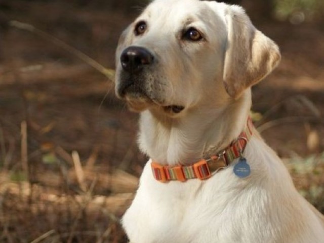 LABRADOR