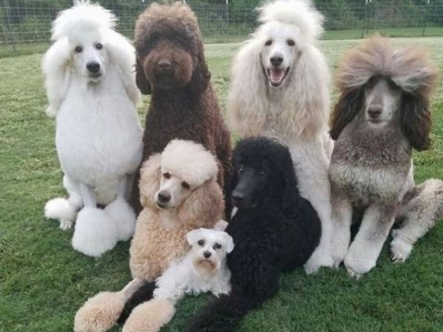 Poodle