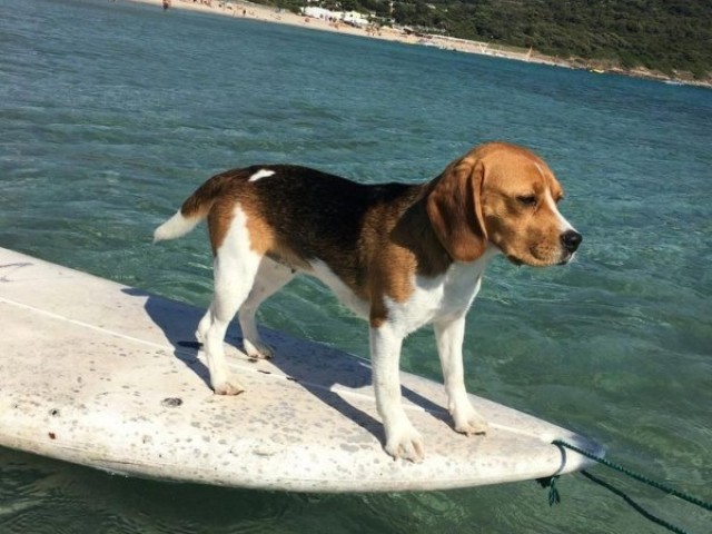 Beagle