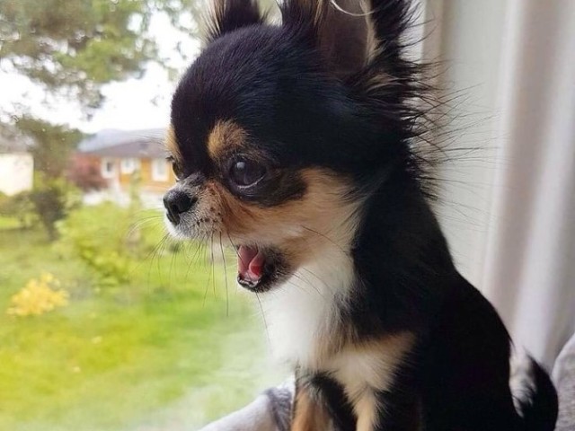 Chihuahua