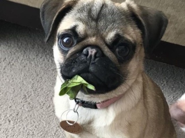 Pug