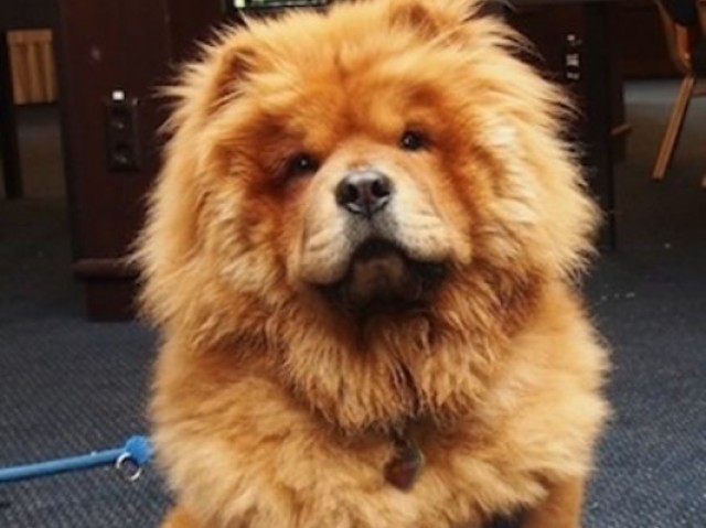 Chow-chow