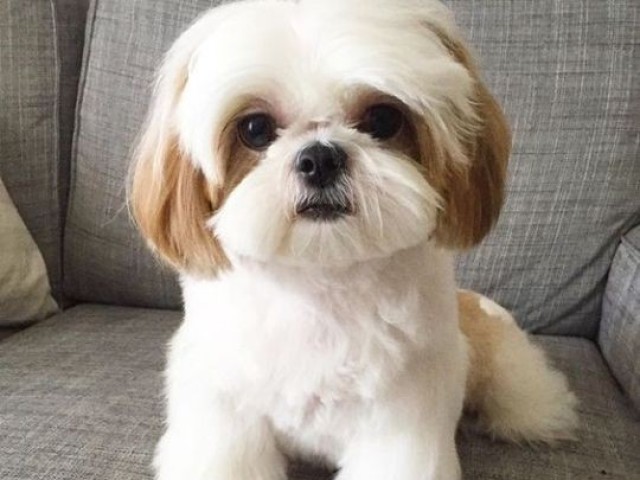 Shih-tzu