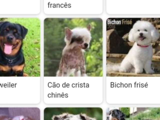 cão de crista japonesa