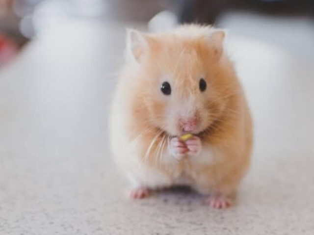 Hamster