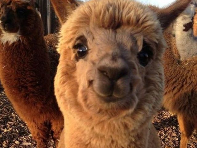 Qual animal você seria?