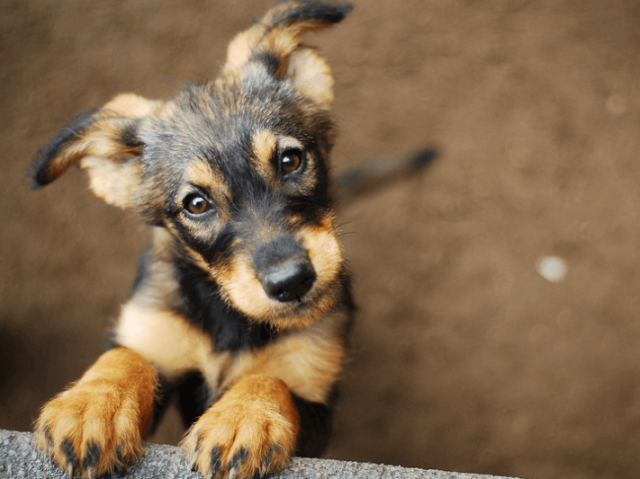 Cachorro