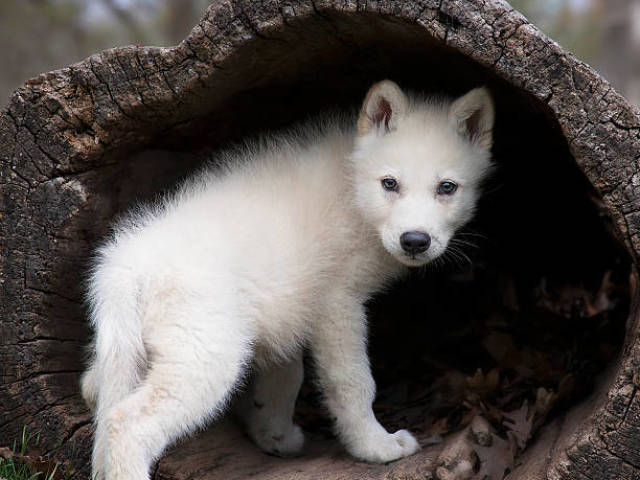 Lobo