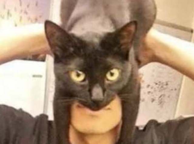 Catman