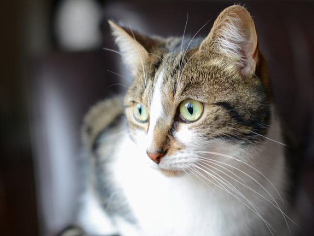 Qual felino mais combina com a sua personalidade?
