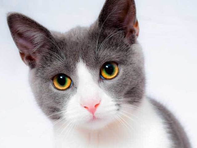 Gato
