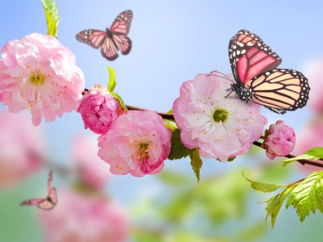 Primavera🌸🌲