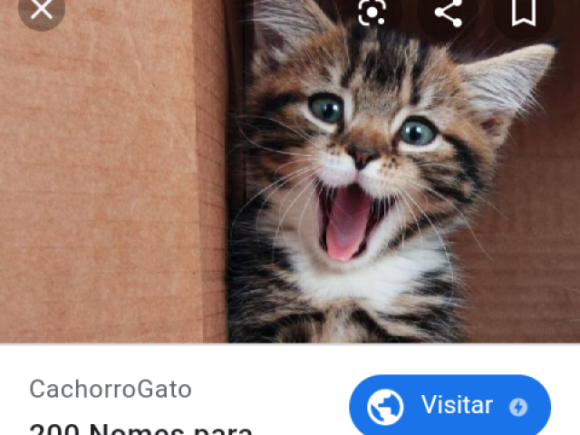 Gato