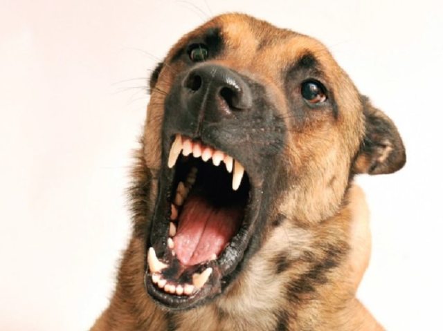 Em qual animal você se transformaria na hora da raiva?