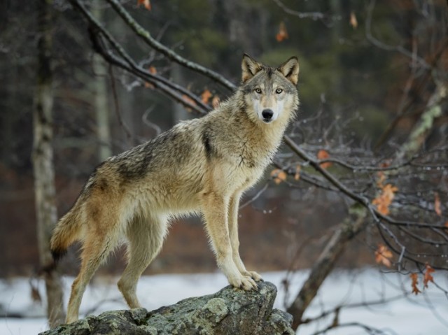 Lobo