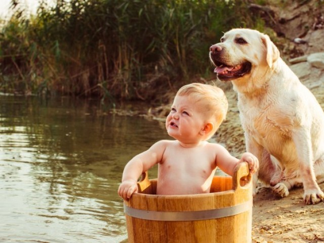 o amigo dos animais