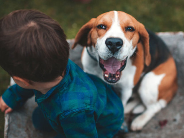 Qual animal de estimação combina com você?