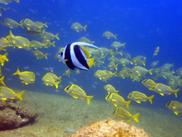 Peixe