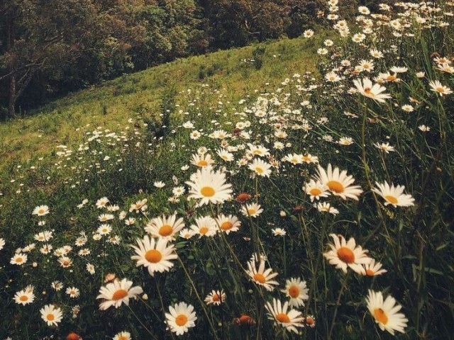 Campos do Jordão