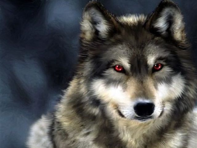 Lobo!