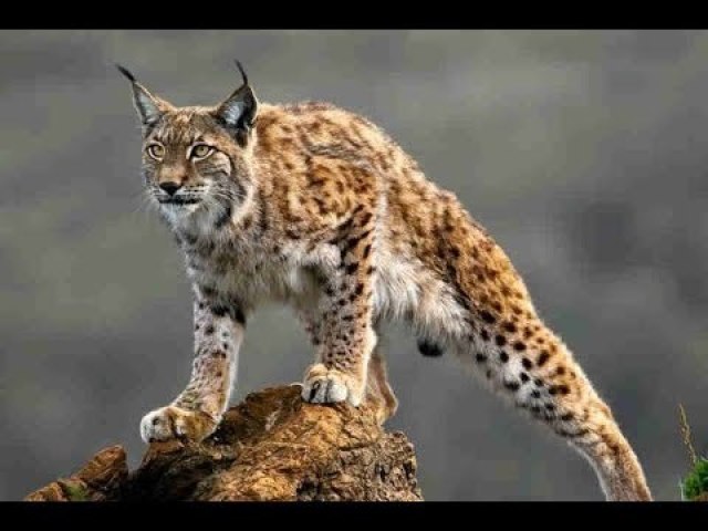 Lince!