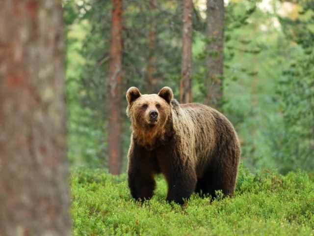 Urso!