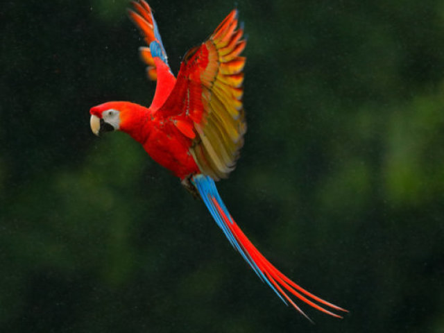 Arara!