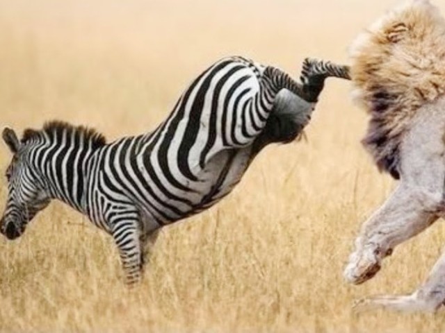 Zebra!