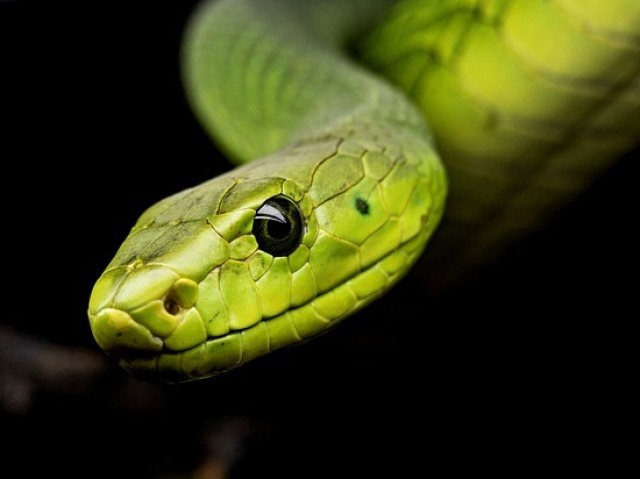 Serpente!
