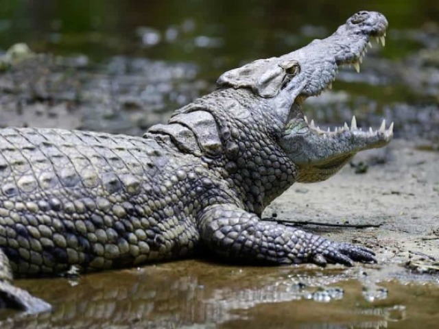 Crocodilo!