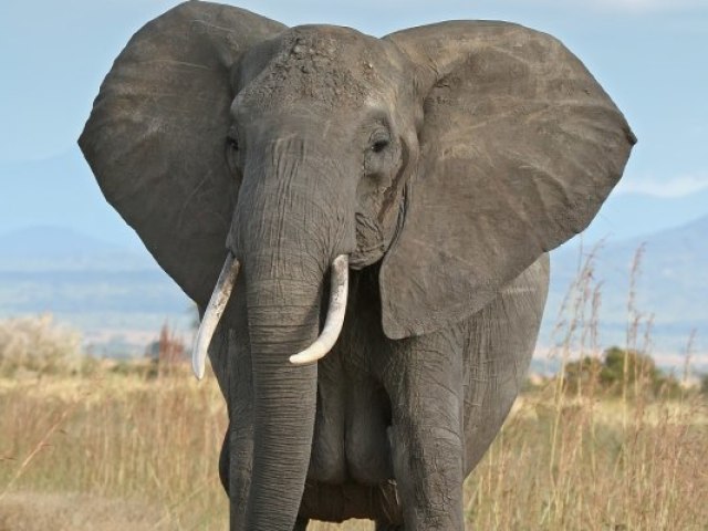 Elefante