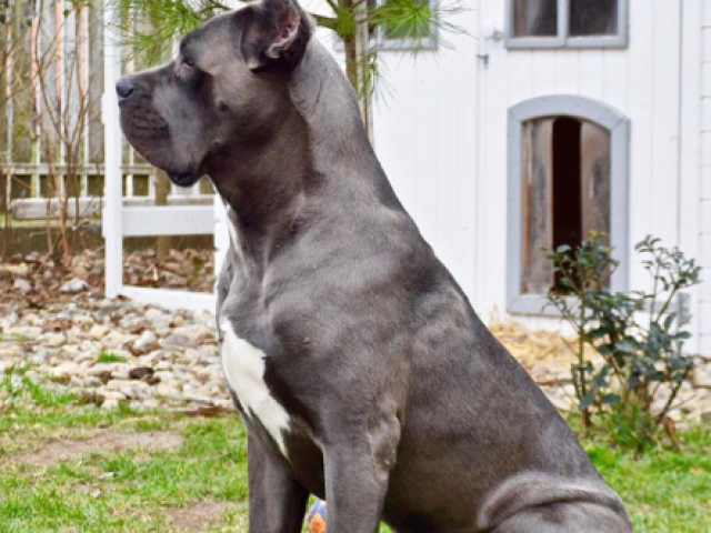 Cane corso