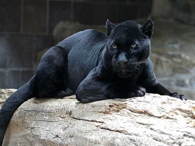 Pantera!
